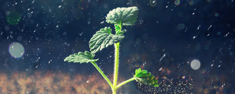 碳3植物和碳4植物的区别 碳3植物和碳4植物的区别是什么