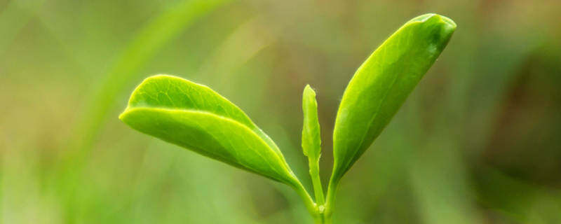 植物病害分类五大类 植物病害分类五大类是哪些 