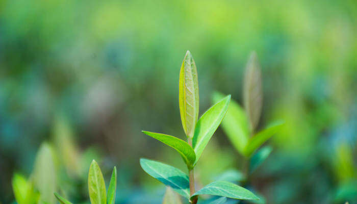 植物病害分类五大类 植物病害分类五大类是哪些 