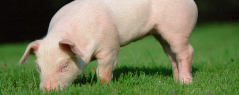 草猪和牙猪有什么区别 牙猪和草猪怎么区分呢
