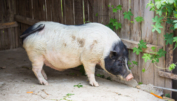 草猪和牙猪有什么区别 牙猪和草猪怎么区分呢