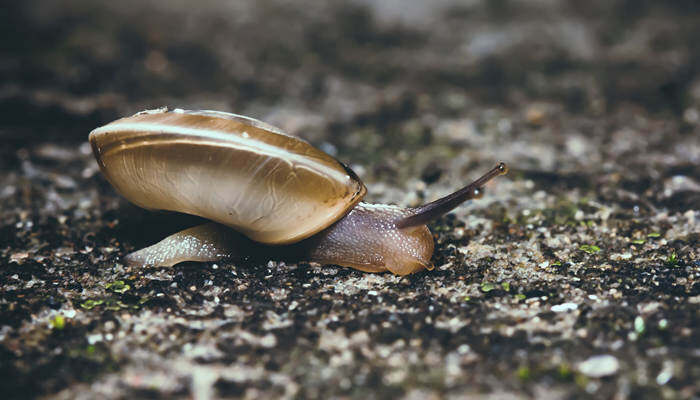 蜗牛种类 蜗牛种类是什么