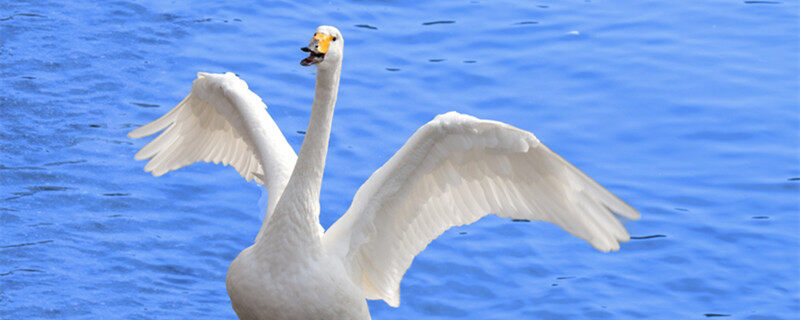 天鹅与鹅的区别 天鹅与鹅的区别是什么