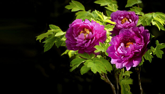 古代花名雅称 古代花名雅称有哪些