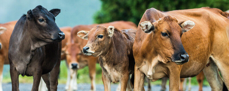 牛的尾巴像什么呢 牛的尾巴像什么