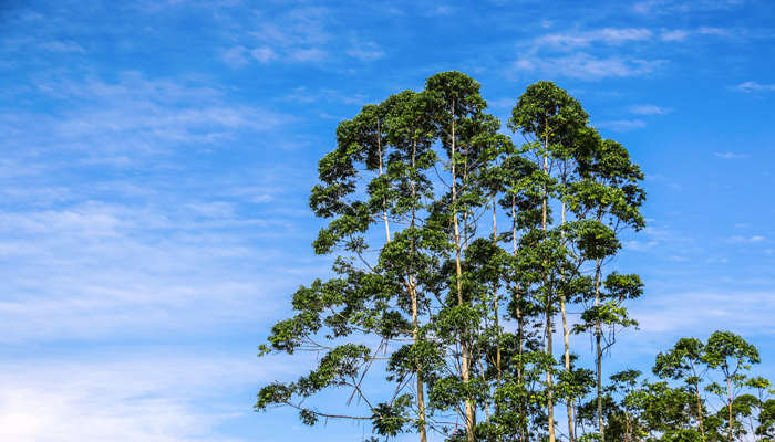 摄图网_501345269_banner_桉树（企业商用）.jpg