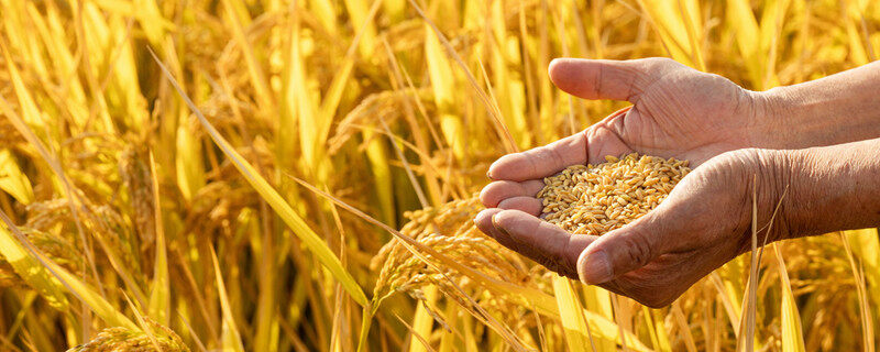 水稻的种植历史 水稻的种植历史有多久 