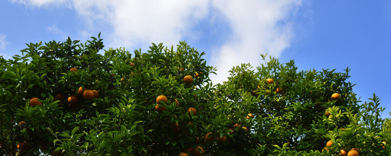 柑橘树1）.jpg