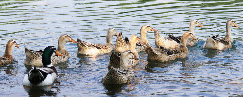 野鸭会不会飞 野鸭会飞吗