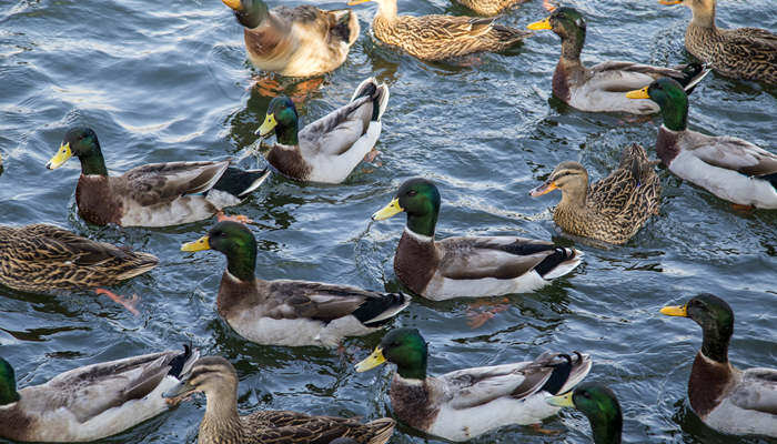 野鸭会不会飞 野鸭会飞吗