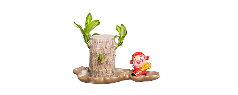 巴西木多久能泡出根 巴西木泡水里多久发芽