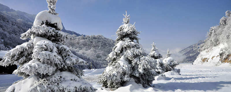 雪松的寓意和象征 雪松的寓意和象征意义