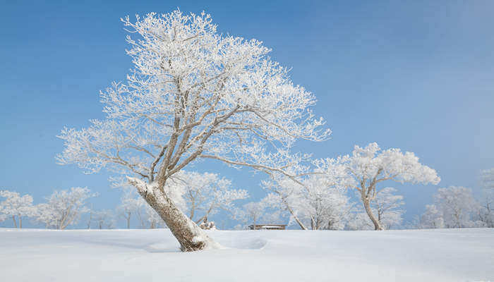 雪松的寓意和象征 雪松的寓意和象征意义
