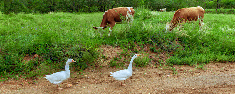 易游娱乐城- YY易游体育官方网站- 易游体育APP国家养殖业补贴项目有哪些？
