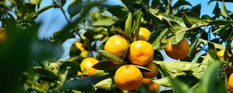 金桔树冬季叶子全掉了怎么办 金桔树冬天掉叶子是怎么回事