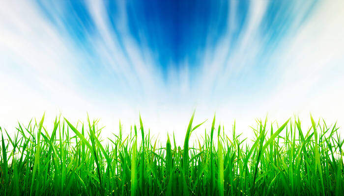 牛毛草会越长越多吗 牛毛草是不是越长越多