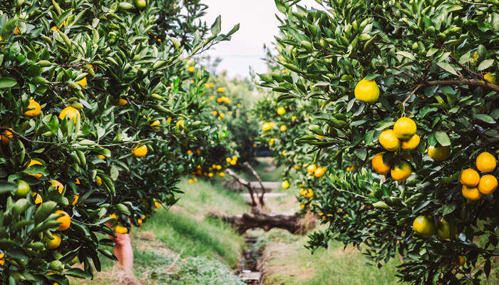 金桔树冬季叶子全掉了怎么办 金桔树冬天掉叶子是怎么回事