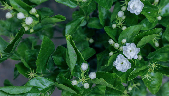 海花草种植技术 海花草种植技术及条件