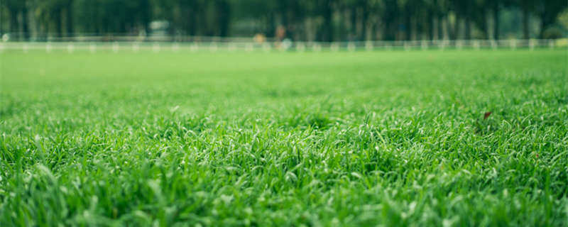 牛毛草会越长越多吗 牛毛草是不是越长越多