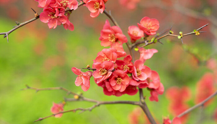 摄图网_501220944_春天海棠花绽放(企业商用).jpg 摄图网_501220944_春天海棠花绽放(企业商用).jpg