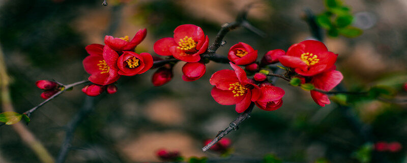 摄图网_500286534_美丽多彩的海棠花(企业商用).jpg 摄图网_500286534_美丽多彩的海棠花(企业商用).jpg