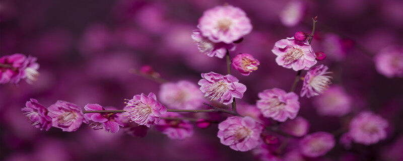 摄图网_500817307_红梅花开(企业商用).jpg 摄图网_500817307_红梅花开(企业商用).jpg