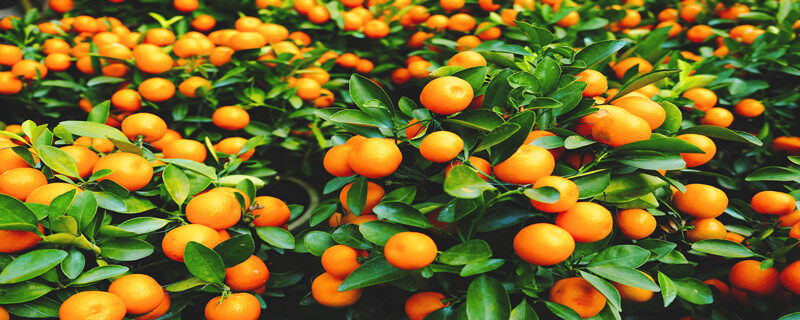 摄图网_501184023_ 金桔盆栽（企业商用）.jpg