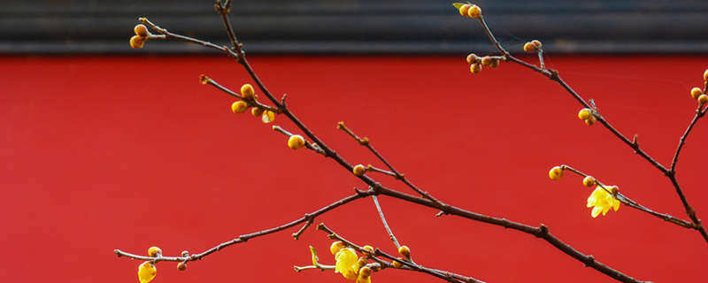 摄图网_501703072_wx_红墙下的蜡梅(企业商用)_副本.jpg 摄图网_501703072_wx_红墙下的蜡梅(企业商用)_副本.jpg