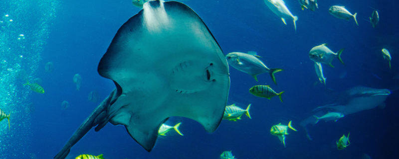 魔鬼鱼长什么样 魔鬼鱼长什么样图片