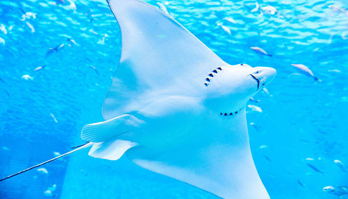 魔鬼鱼长什么样 魔鬼鱼长什么样图片