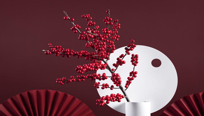 红果冬青寓意 红果冬青寓意是什么意思