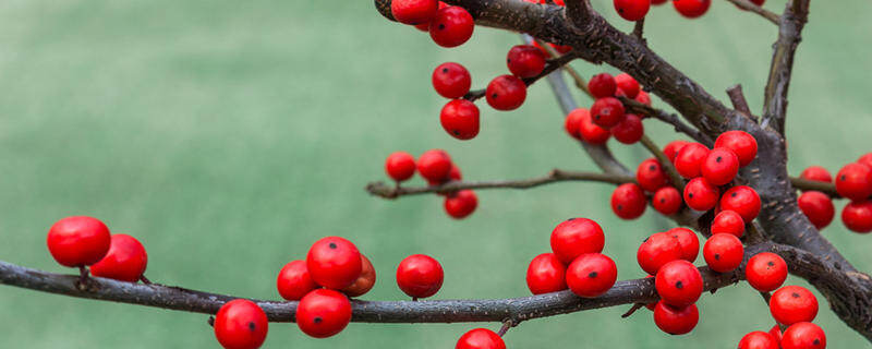 红果冬青寓意 红果冬青寓意是什么意思