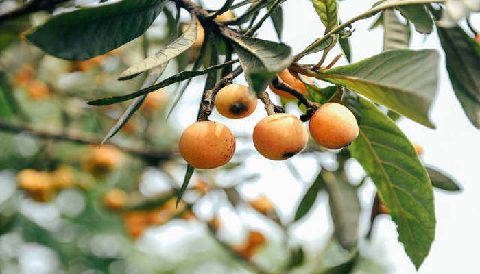 摄图网_500403918_banner_枇杷树(企业商用).jpg 摄图网_500403918_banner_枇杷树(企业商用).jpg