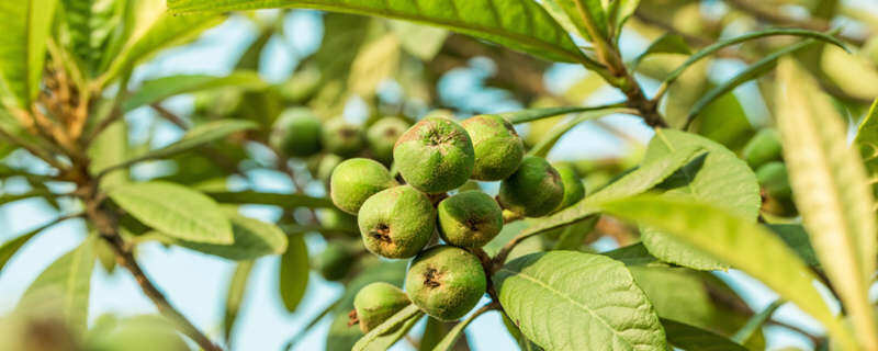 摄图网_501294748_wx_树上新鲜的枇杷(企业商用)_副本.jpg 摄图网_501294748_wx_树上新鲜的枇杷(企业商用)_副本.jpg