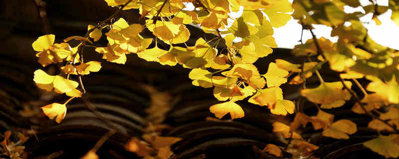 摄图网_501655618_腾冲银杏村秋天的黄叶(企业商用)_副本.jpg 摄图网_501655618_腾冲银杏村秋天的黄叶(企业商用)_副本.jpg