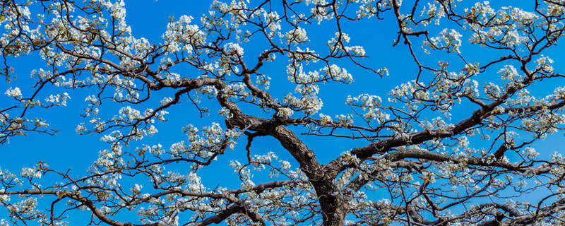 摄图网_501587127_wx_赵县梨乡梨花盛开(企业商用).jpg 摄图网_501587127_wx_赵县梨乡梨花盛开(企业商用).jpg