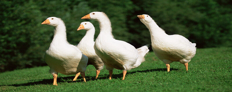 杀鹅之前为什么要灌醉鹅? 为什么杀鹅要让他喝酒