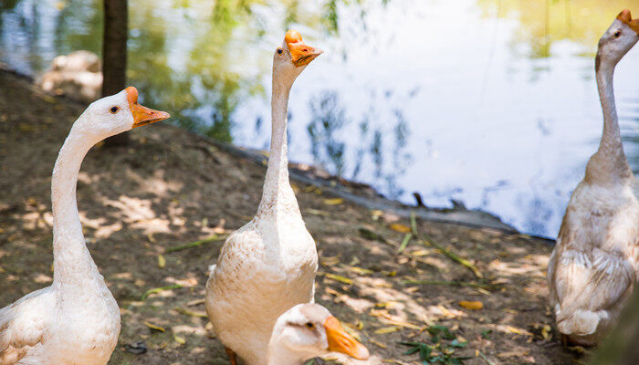 杀鹅之前为什么要灌醉鹅? 为什么杀鹅要让他喝酒
