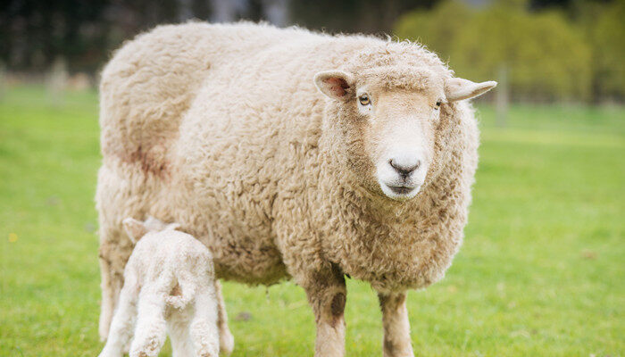 摄图网_500906367_新西兰绵羊(企业商用).jpg 摄图网_500906367_新西兰绵羊(企业商用).jpg
