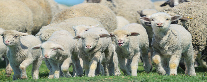 摄图网_300090048_群绵羊羔羊田野上(企业商用).jpg 摄图网_300090048_群绵羊羔羊田野上(企业商用).jpg