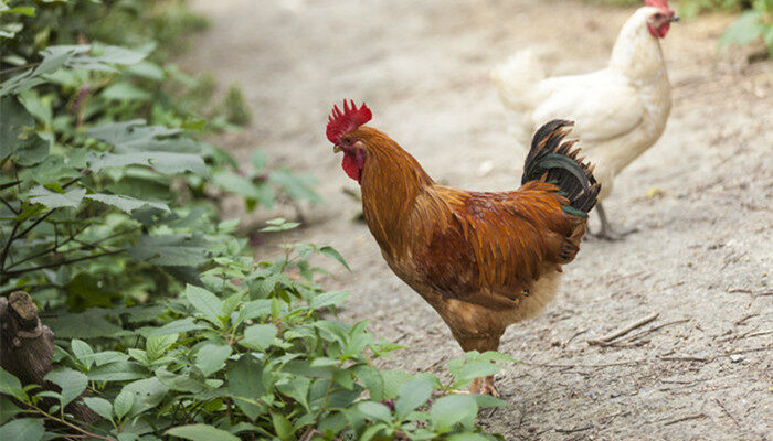 鸡低于多少度会感觉冷 鸡能承受的最低温度是多少