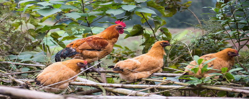 鸡低于多少度会感觉冷 鸡能承受的最低温度是多少