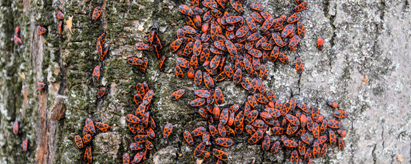 红虫养殖及繁殖方法,红虫养殖及繁殖方法有哪些