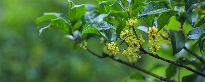 摄图网_500667102_banner_秋天桂花飘香（企业商用）.jpg