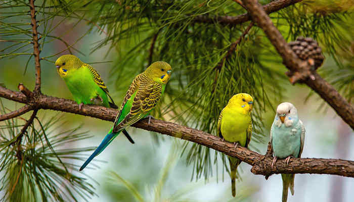 摄图网_501308764_鹦鹉(企业商用)_副本.jpg 摄图网_501308764_鹦鹉(企业商用)_副本.jpg