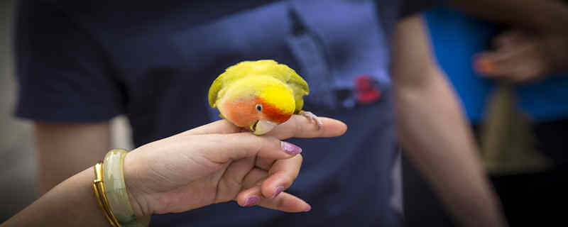 摄图网_500084324_虎皮鹦鹉(企业商用)_副本.jpg 摄图网_500084324_虎皮鹦鹉(企业商用)_副本.jpg