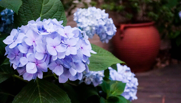 攝圖網_501190893_春季里開放的紫色繡球花（企業商用）.jpg