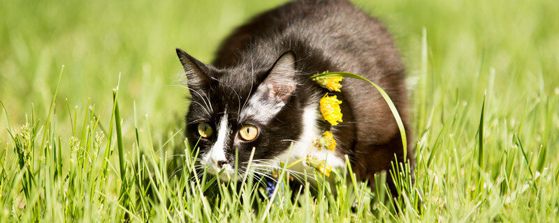 攝圖網_303288702_黑貓在綠草坪上玩耍（企業商用）.jpg