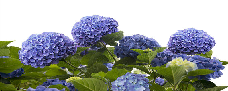 攝圖網_300090800_白色背景上分離的藍色繡球花藍色繡球花（企業商用）.jpg