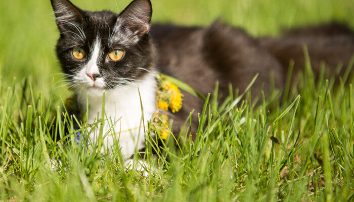 攝圖網_303288705_黑貓在綠草坪上玩（企業商用）.jpg